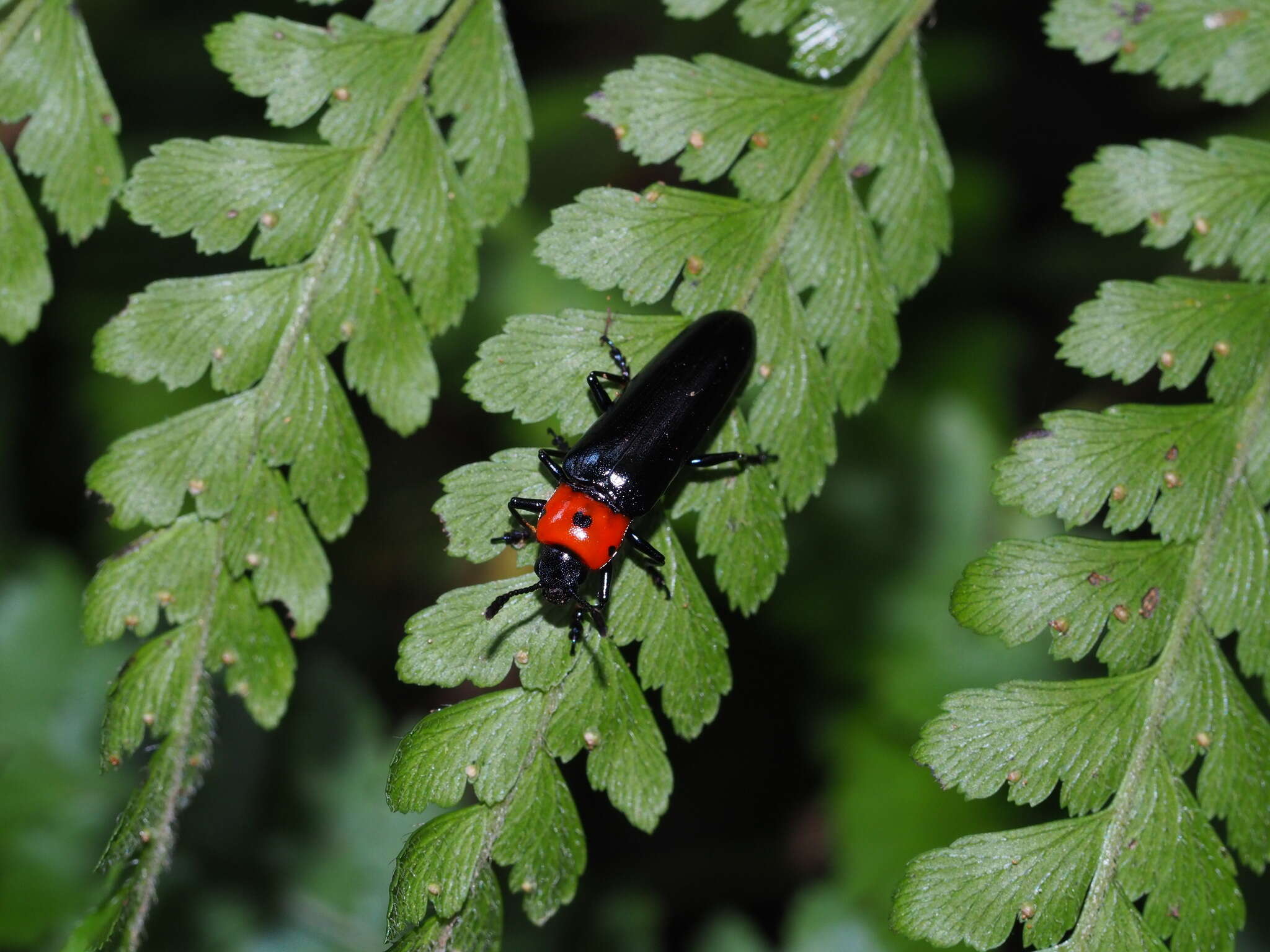 Image of <i>Tetraphala collaris</i>