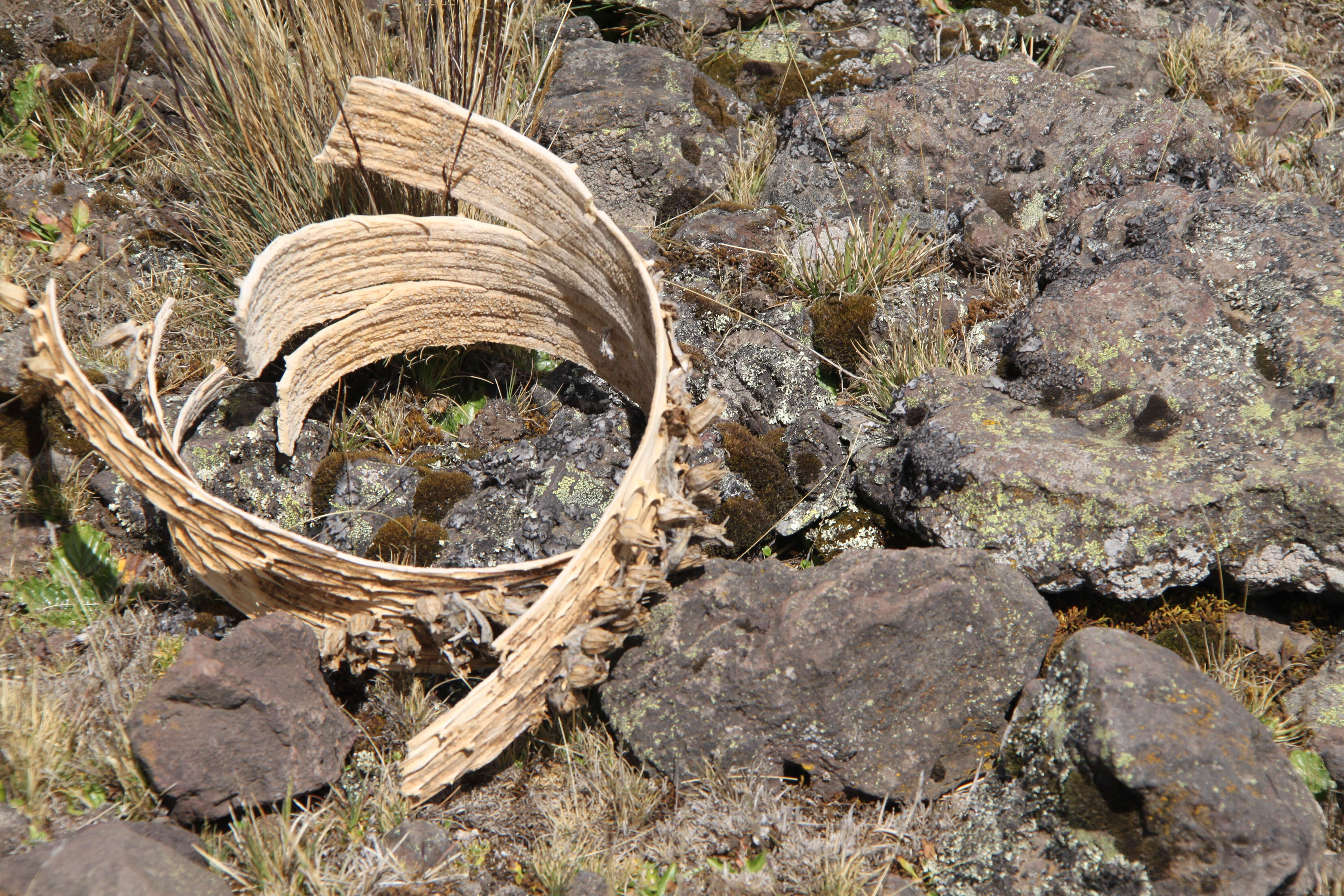 Image of Lobelia telekii Schweinf.