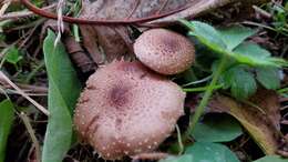 Image of Pholiota terrestris Overh. 1924