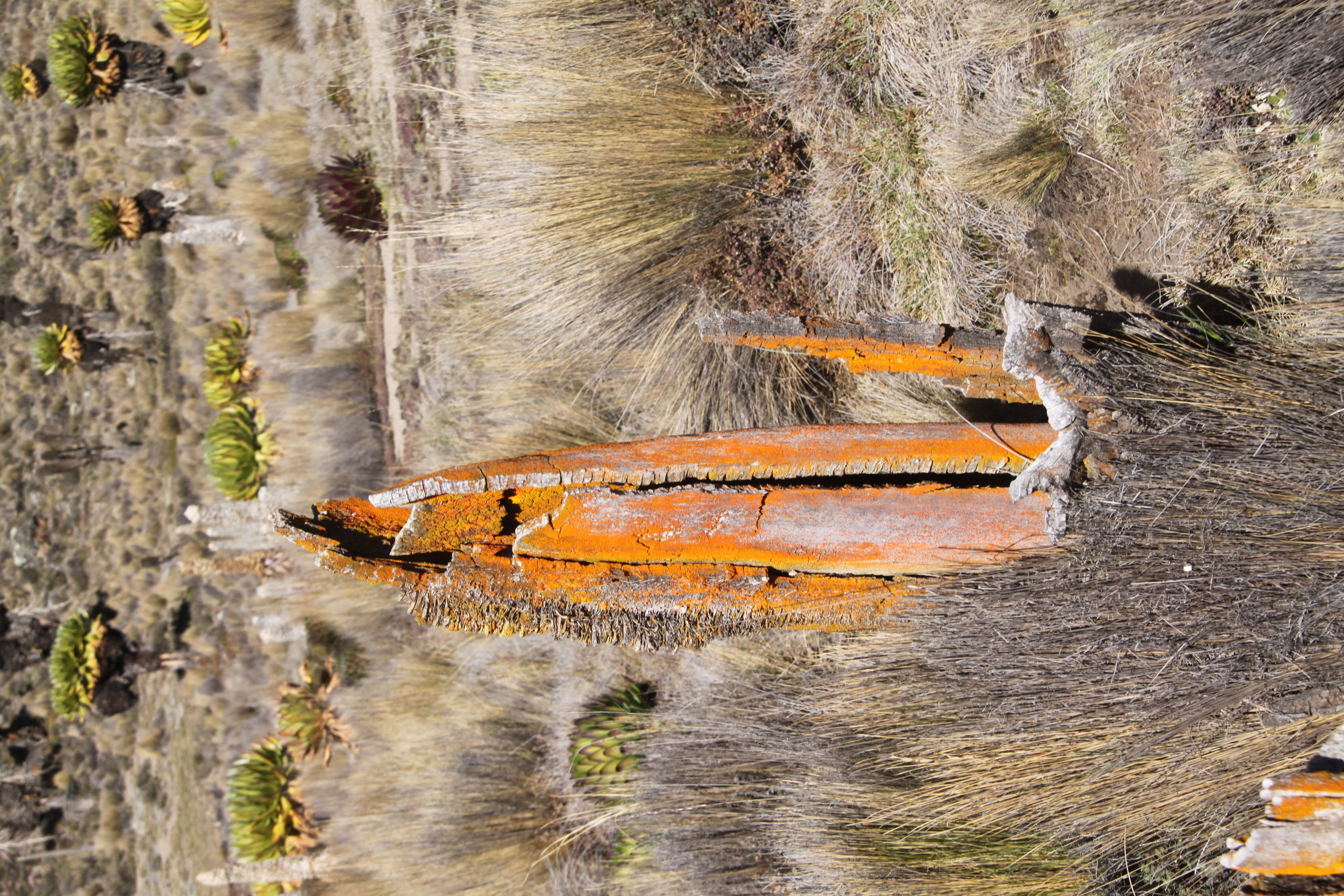 Image of Dendrosenecio keniodendron (R. E. & Th. C. E. Fr.) B. Nord.