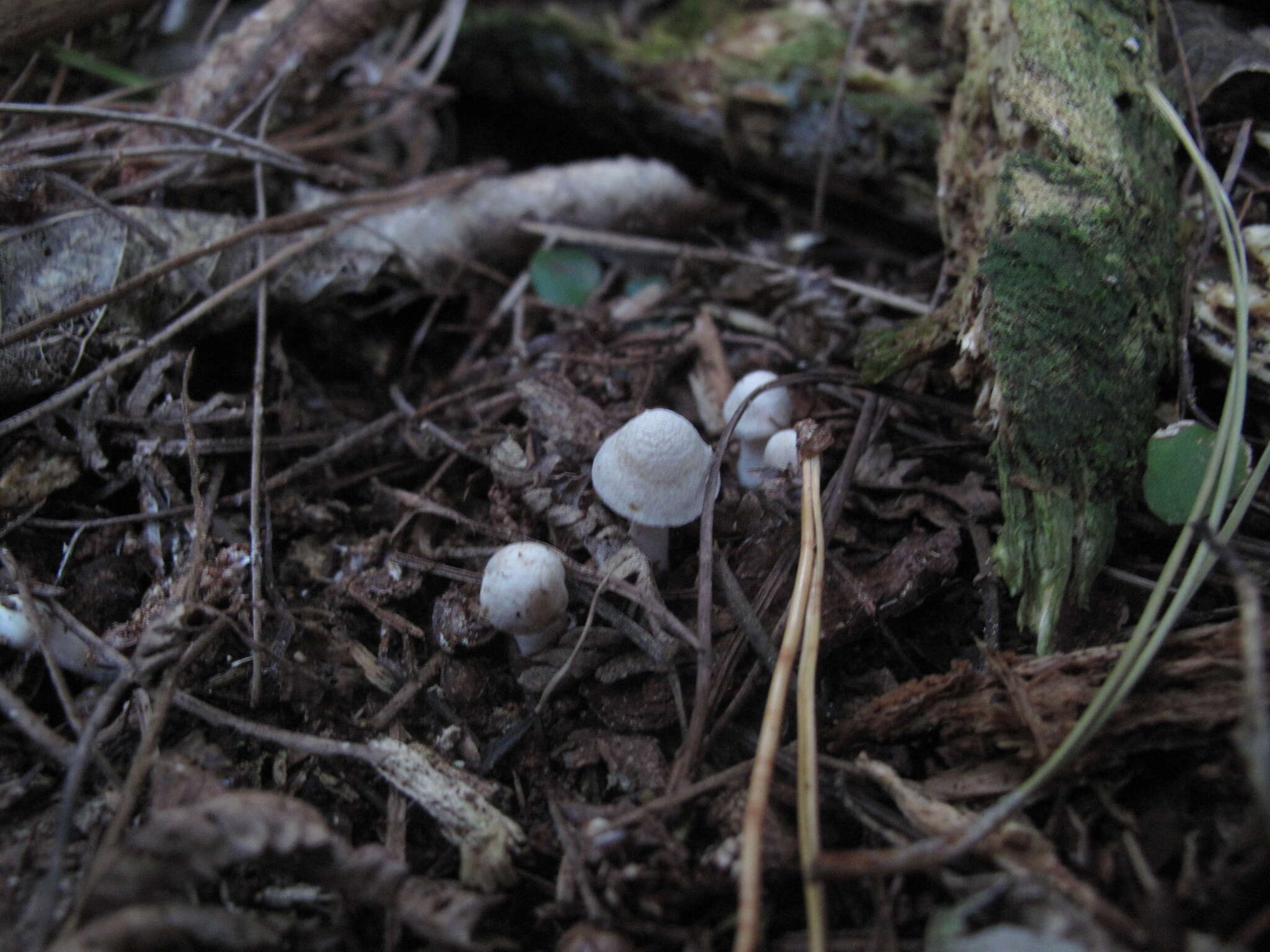 Image of Inocybe sindonia (Fr.) P. Karst. 1879