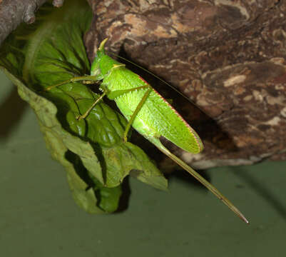 Image of Rhinoceros Katydid