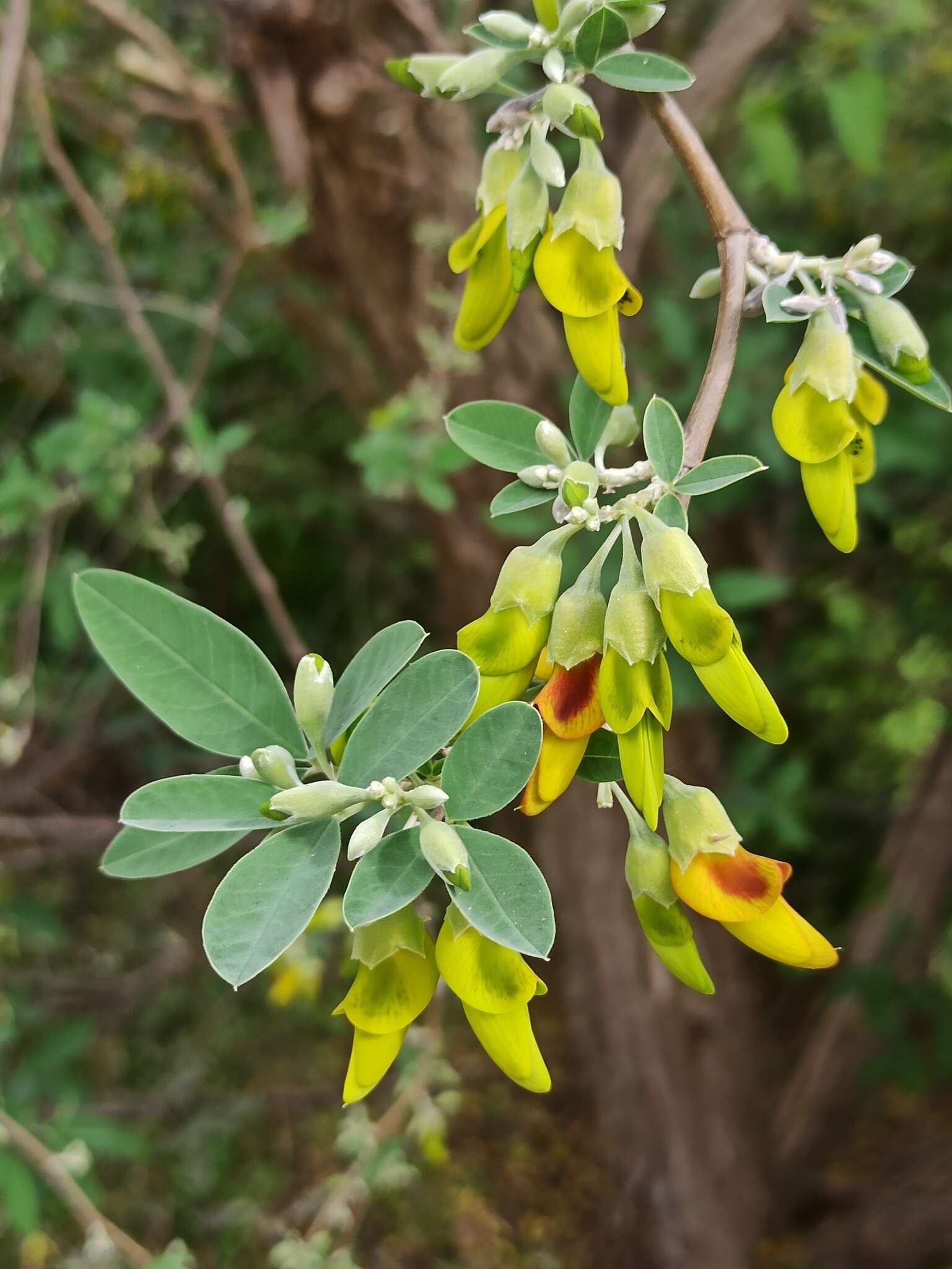 Imagem de Anagyris latifolia