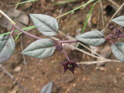 Image of Ceropegia pulchellior Bruyns