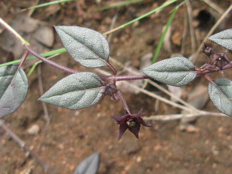 Image of Ceropegia pulchellior Bruyns