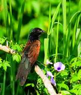 Image of Lesser Coucal