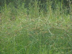 Image of woodrush flatsedge