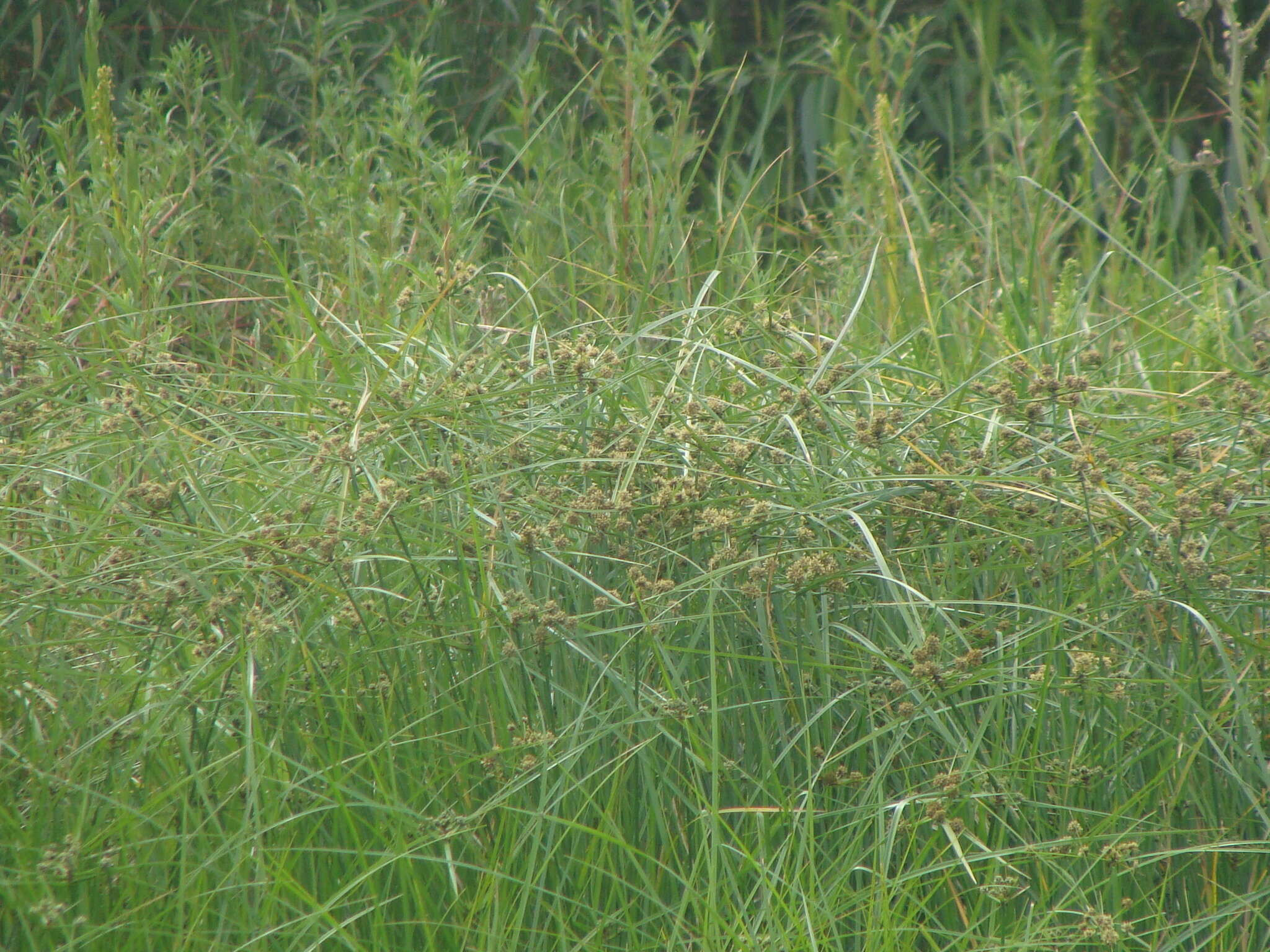 Image of woodrush flatsedge