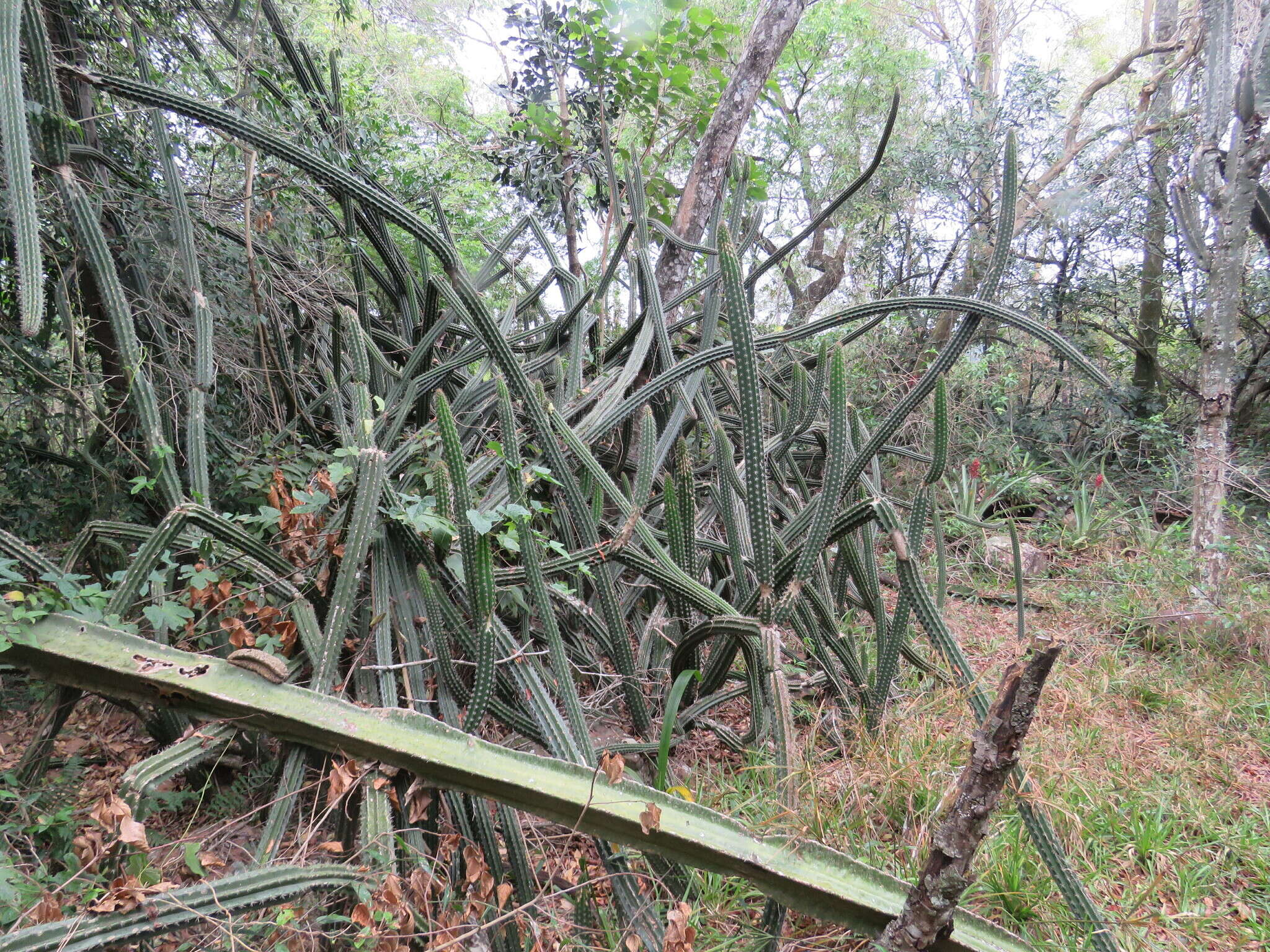 صورة Praecereus euchlorus (F. A. C. Weber ex K. Schum.) N. P. Taylor