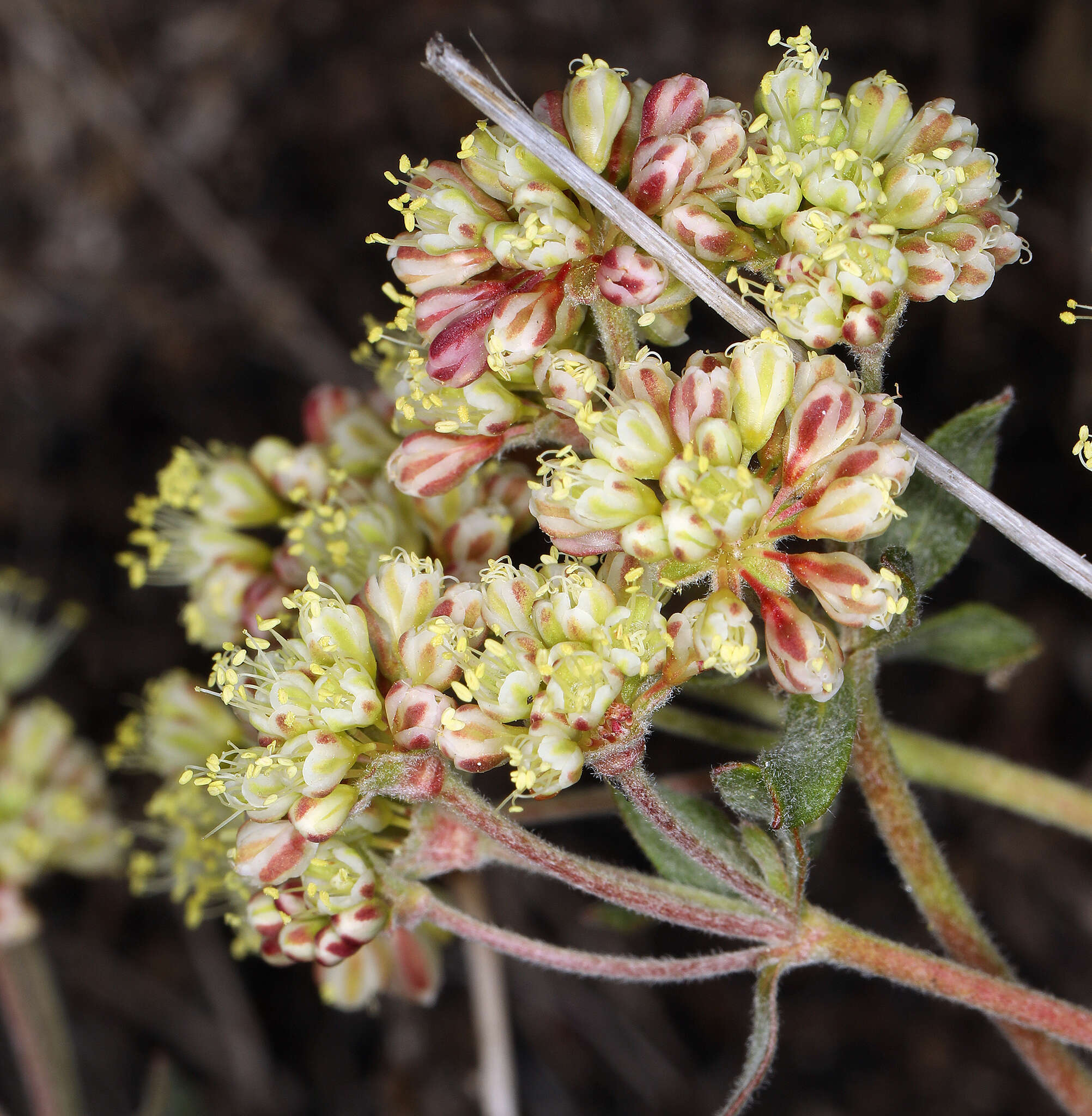 Image of sulphur-flower buckwheat