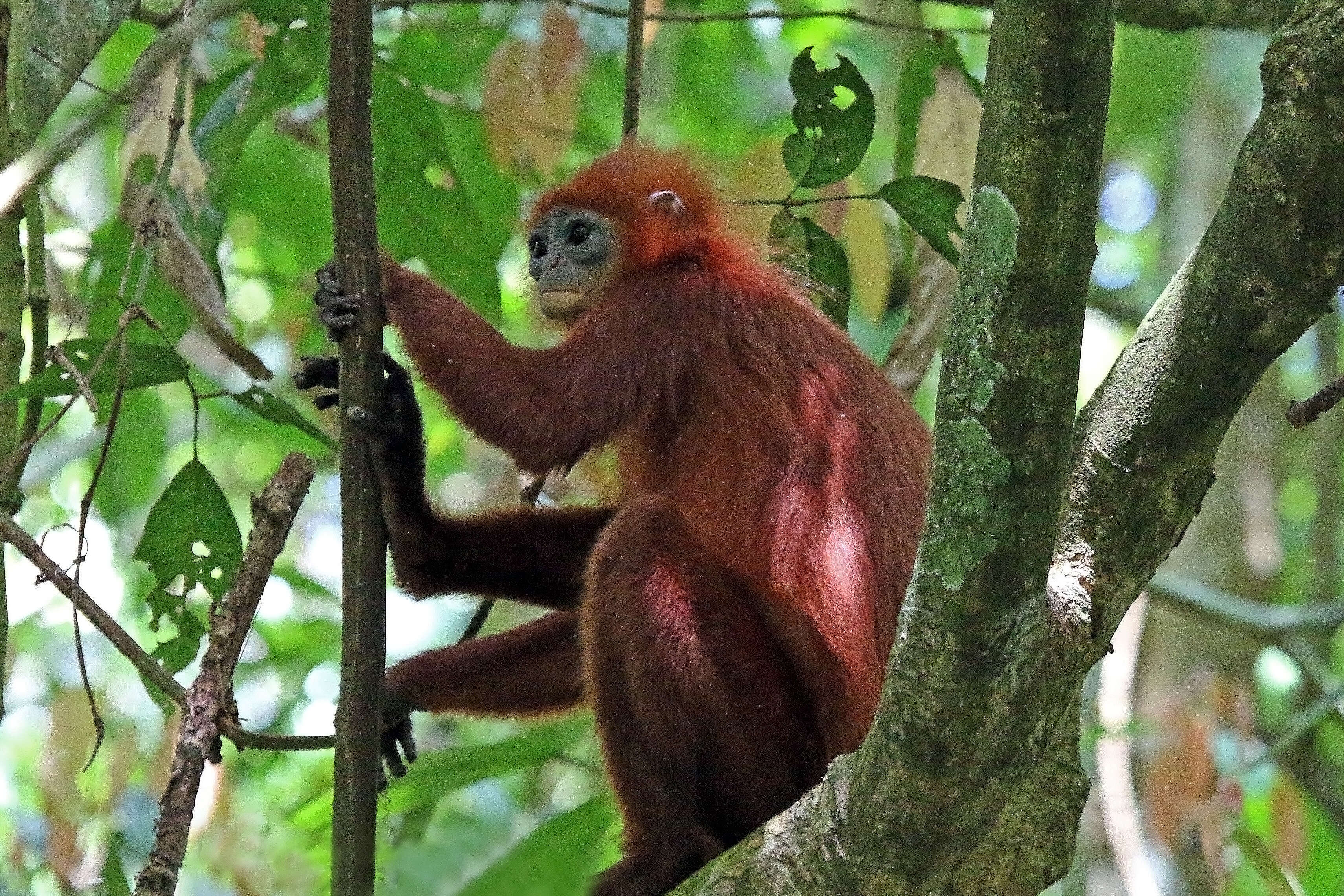 Image of Maroon Langur