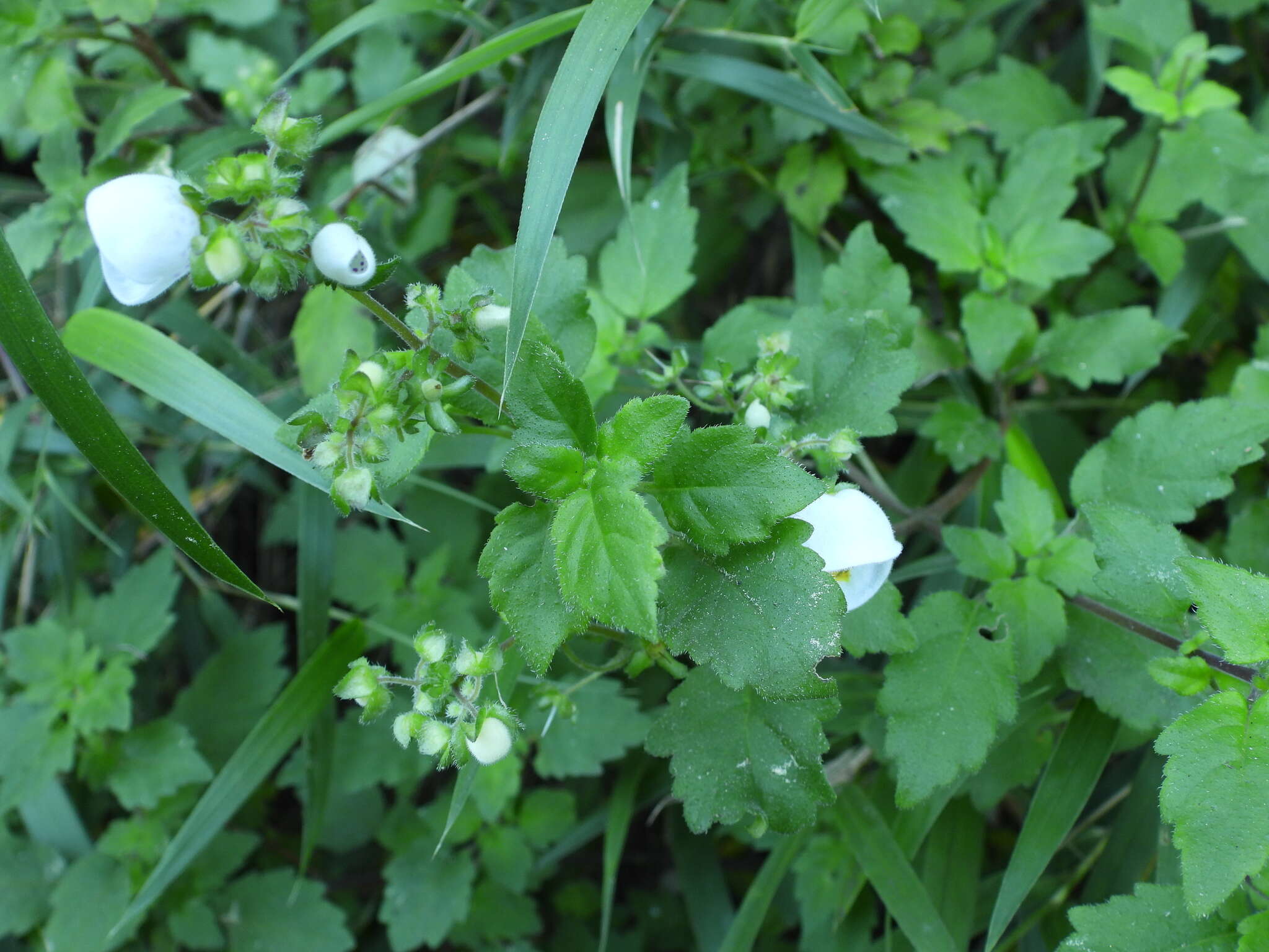 Image of Jovellana violacea (Cav.) G. Don