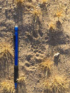 Image of desert tortoise