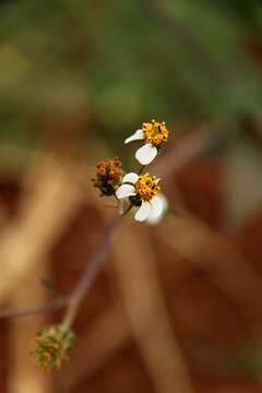 Image of hairy beggarticks