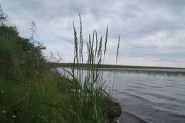 Plancia ëd Elymus lenensis (Popov) Tzvelev