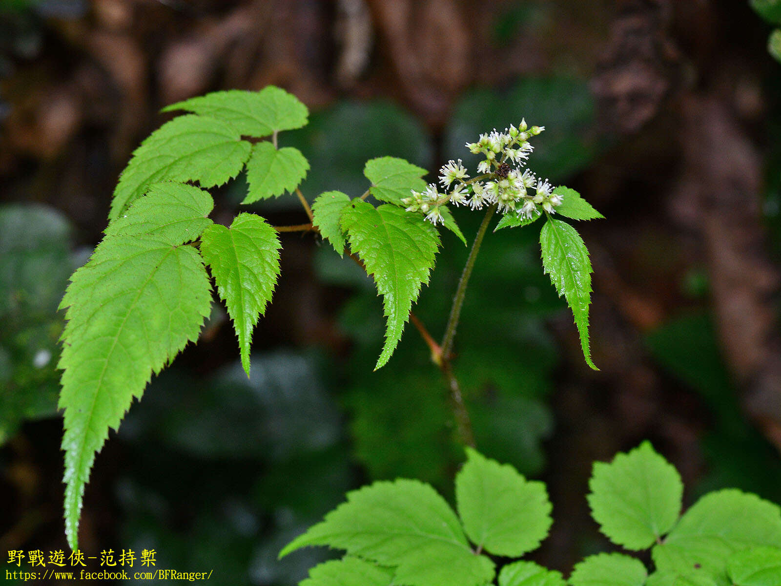 Image de Astilbe longicarpa (Hayata) Hayata