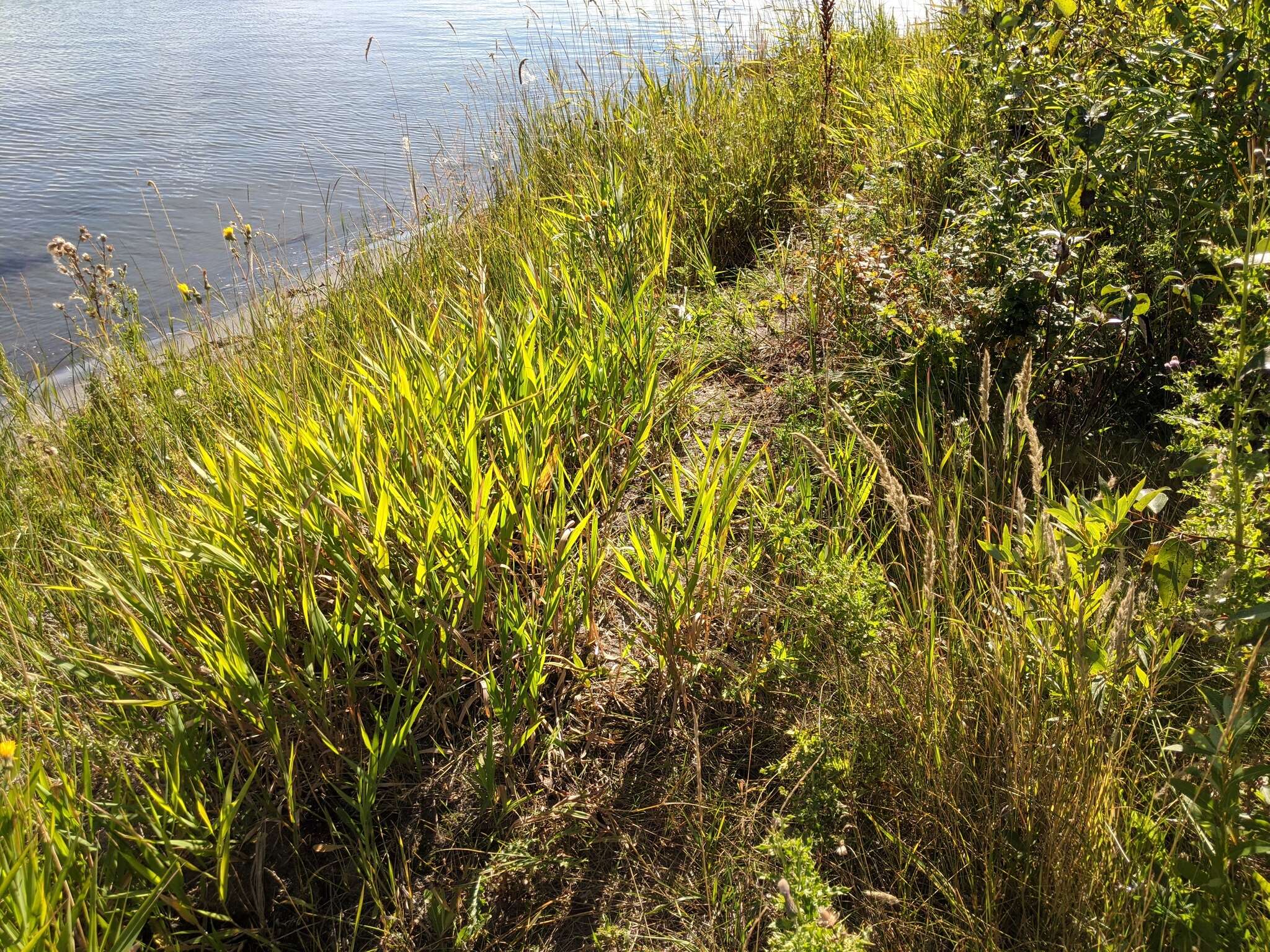 Image of foxtail muhly