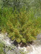 Image de Dodonaea viscosa subsp. angustifolia (L. fil.) J. G. West