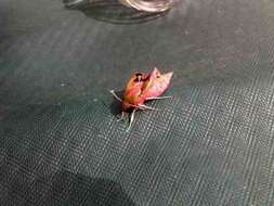 Image of small elephant hawk-moth