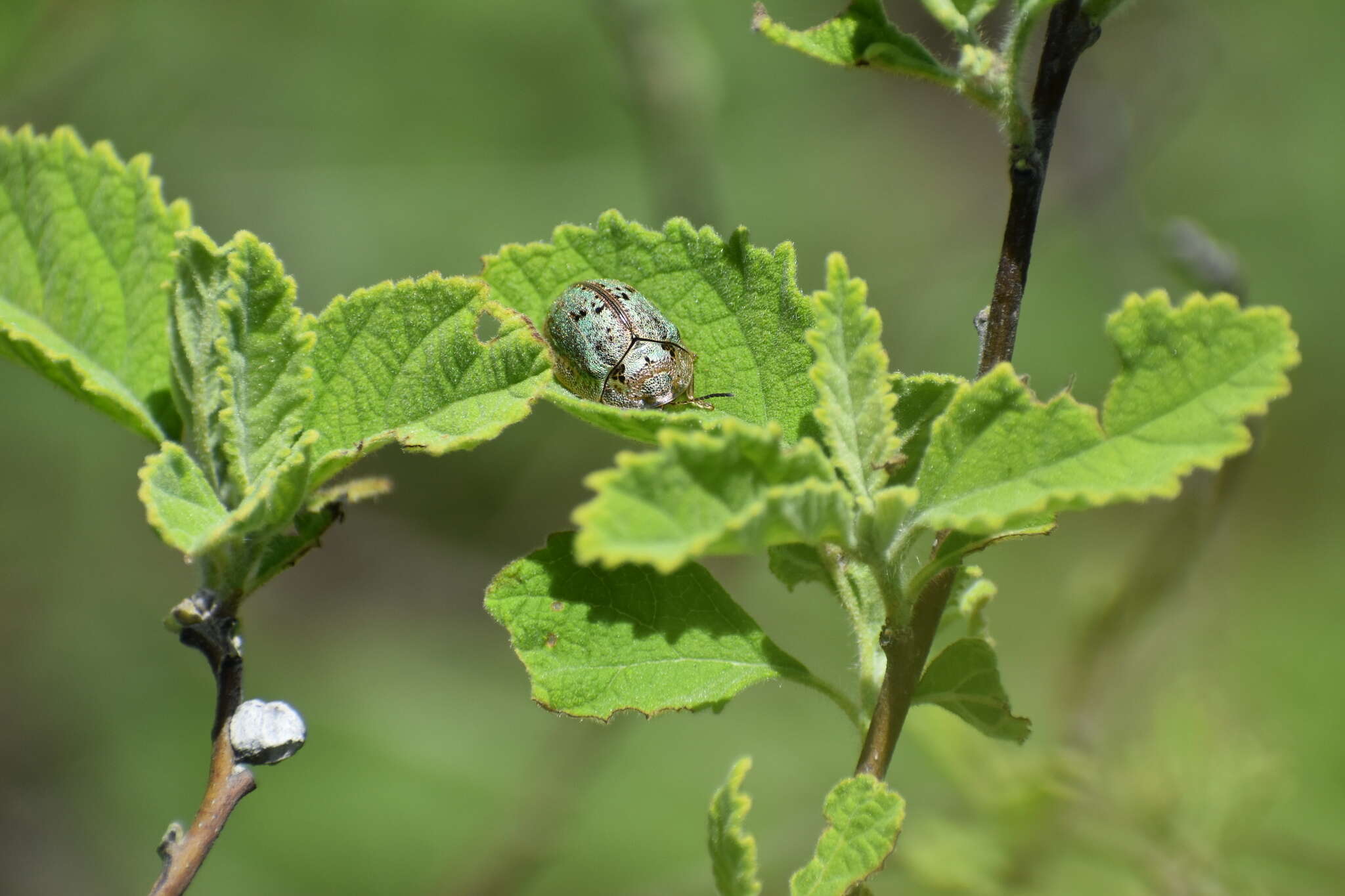 Слика од Physonota alutacea Boheman 1854