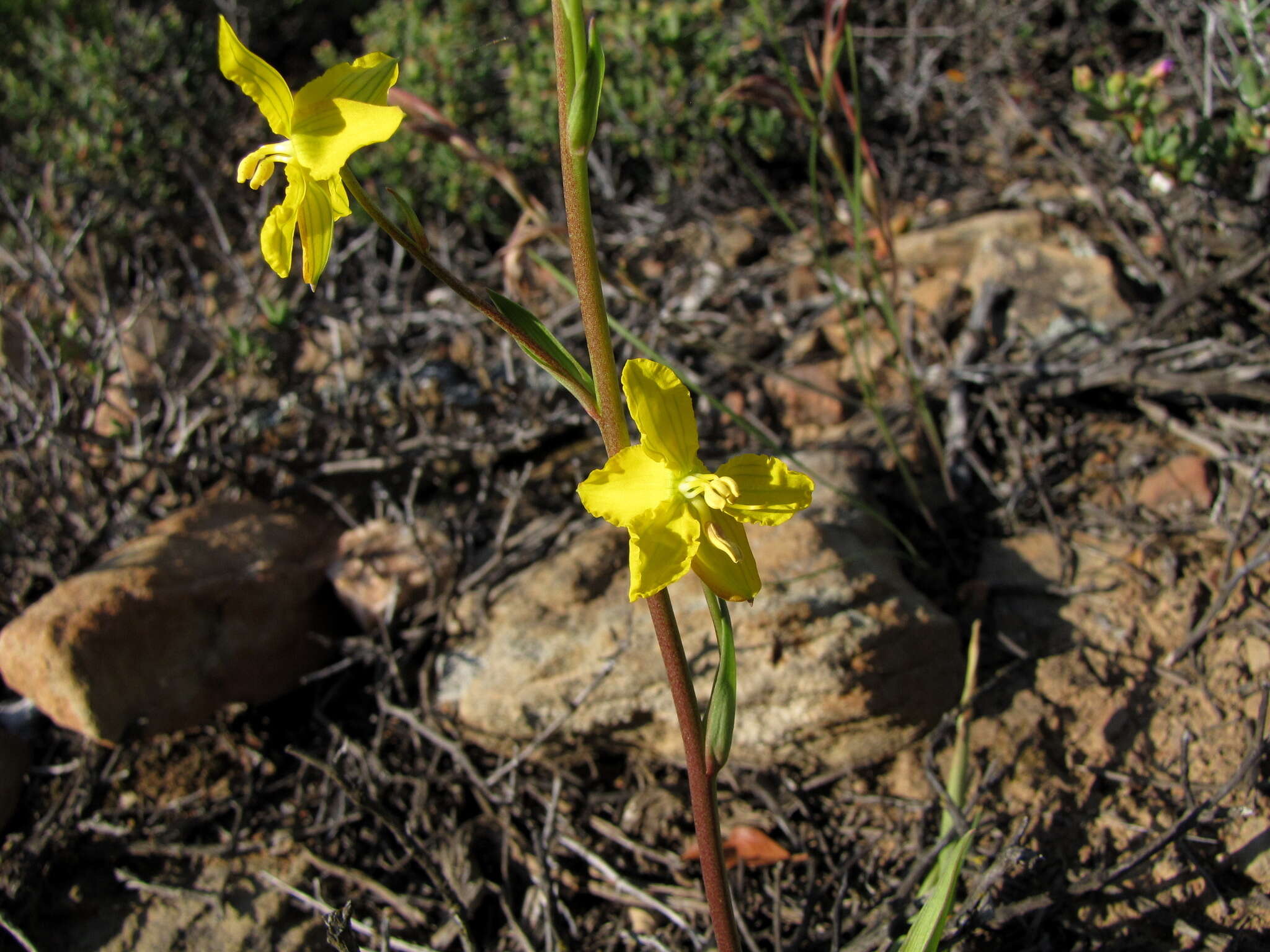 Image of Cyanella lutea L. fil.