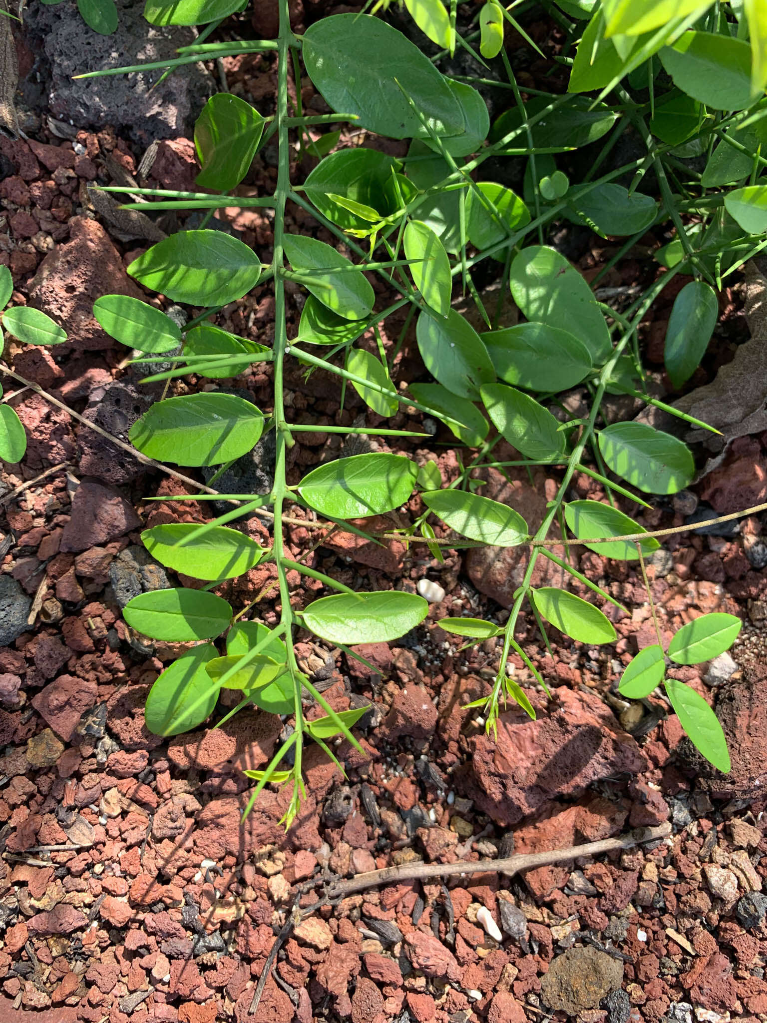 Plancia ëd Scutia spicata (Humboldt & Bonpland ex Roem. & Schult.) Weberbauer