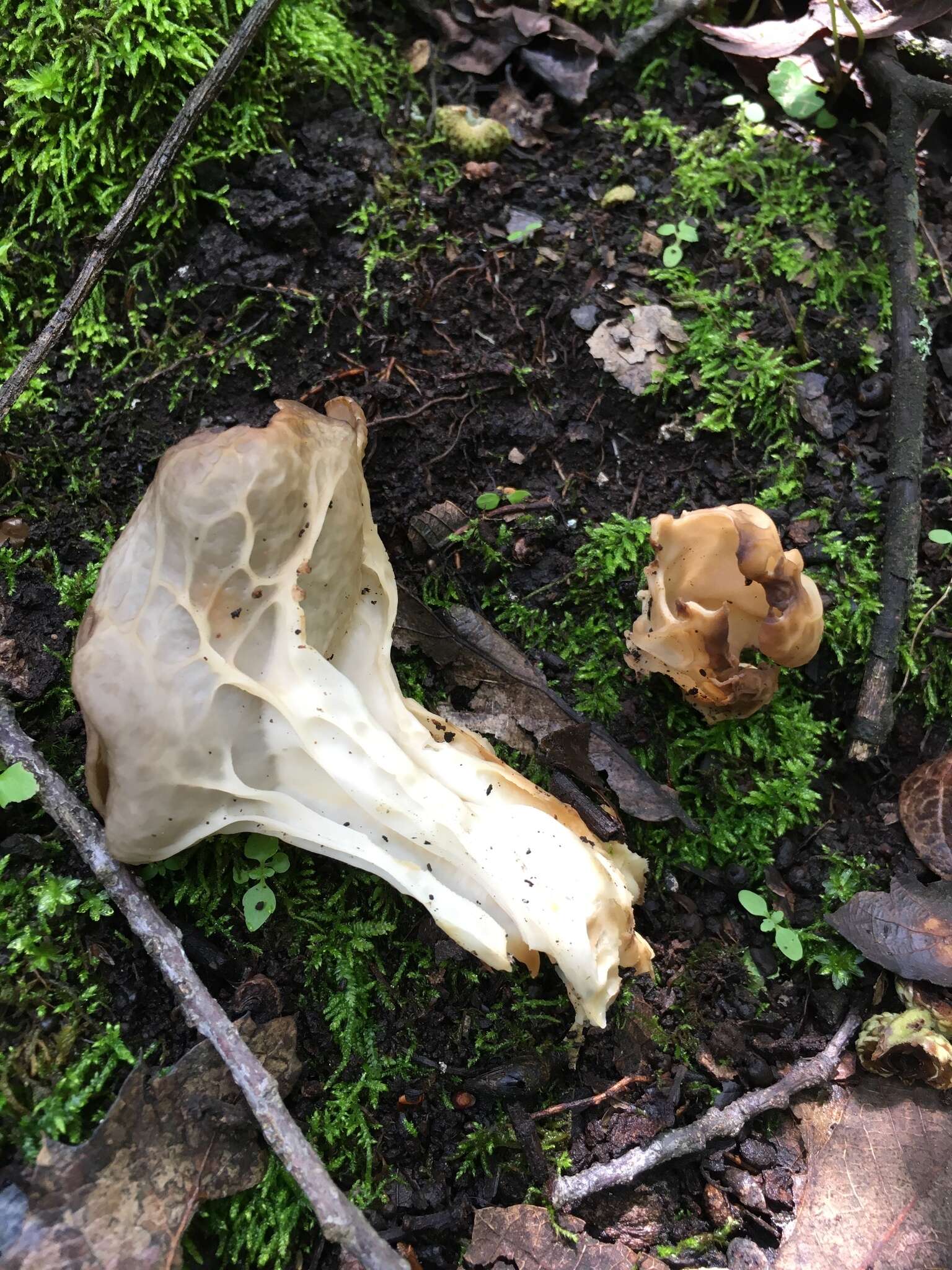 Plancia ëd Helvella costifera Nannf. 1953