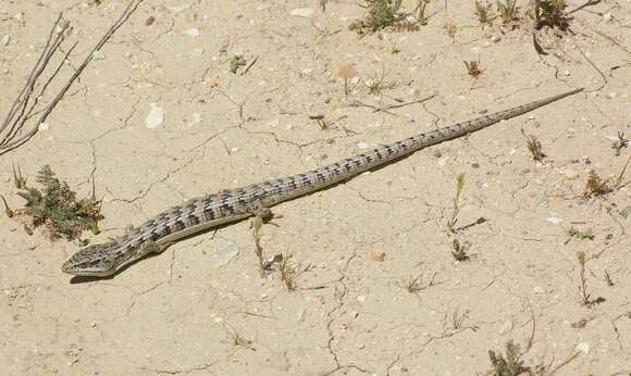 Image of Southern Alligator Lizard