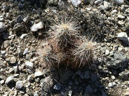 Image of Engelmann's hedgehog cactus