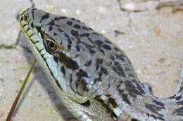 Image of Southern Alligator Lizard