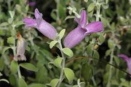 Image de Eremophila decussata Chinnock