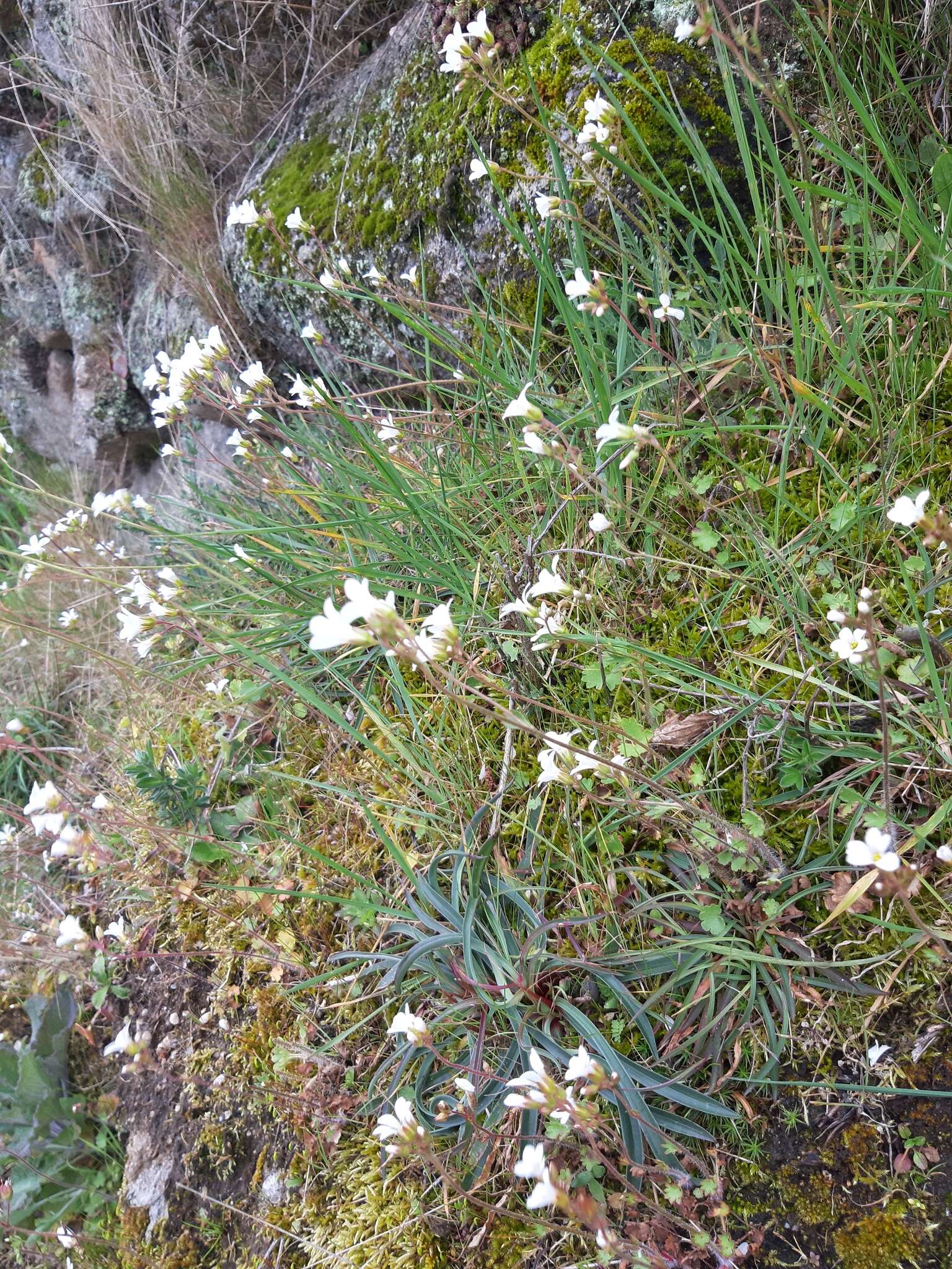 Plancia ëd Saxifraga granulata L.