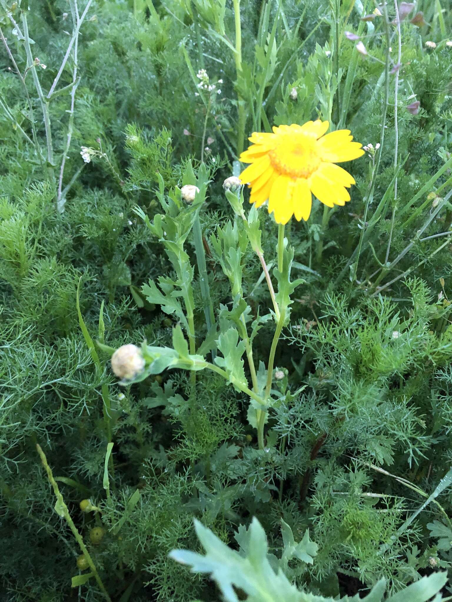 Glebionis segetum (L.) Fourr. resmi