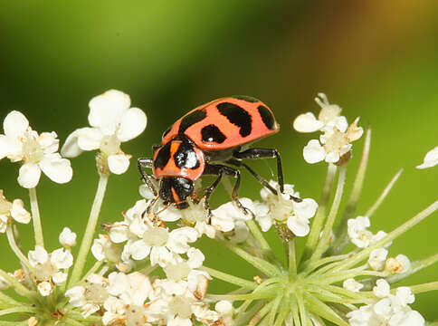 Image of Spotted Lady Beetle