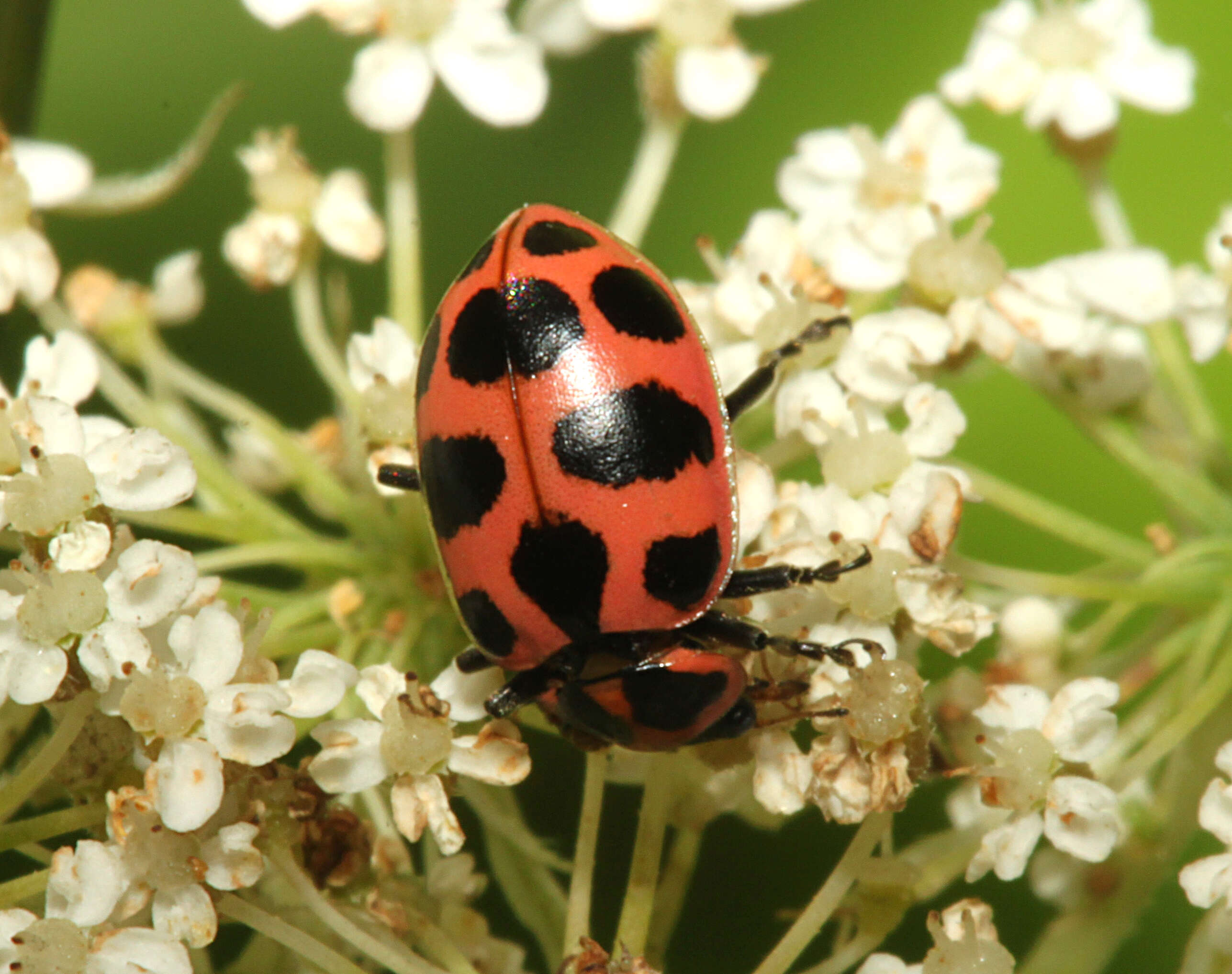 Image of Red Milkweed Beetle