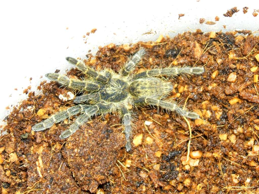 Image of Killimanjaro Baboon Tarantula