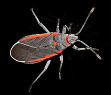 صورة Melacoryphus lateralis (Dallas & W. S. 1852)