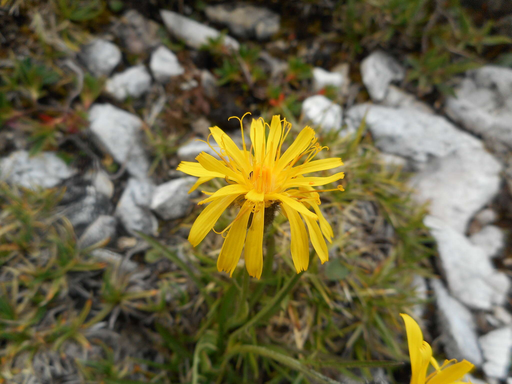 Image of Crepis jacquinii subsp. kerneri (Rech. fil.) Merxm.