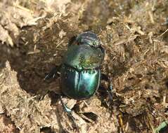 Image of Rainbow Scarab