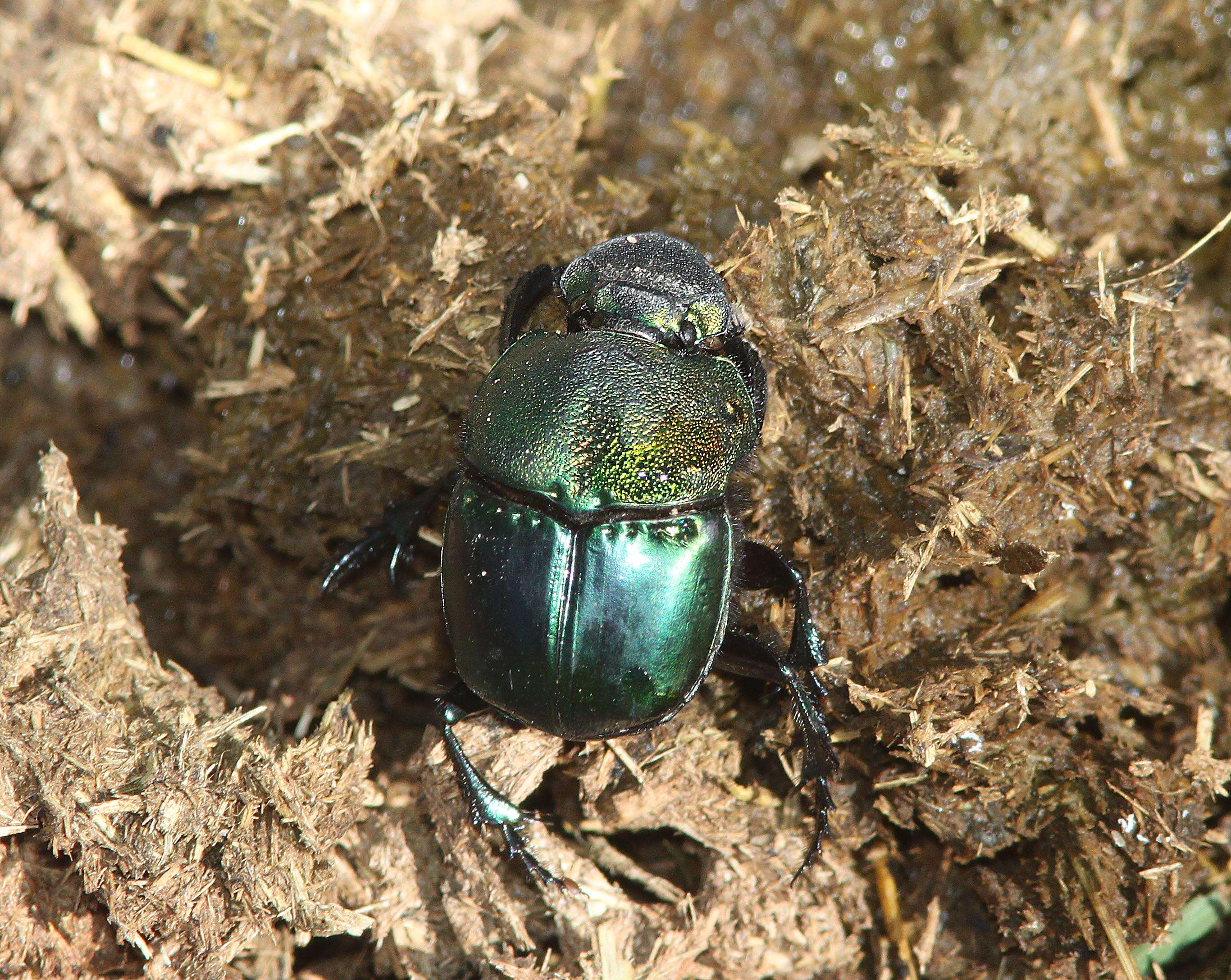 Image of Rainbow Scarab