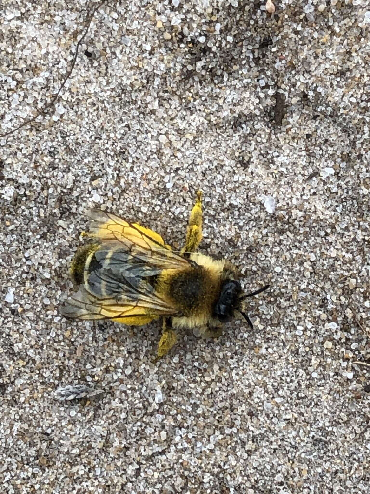 Image of Hairy-footed Bees