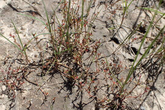 Image of water pygmyweed