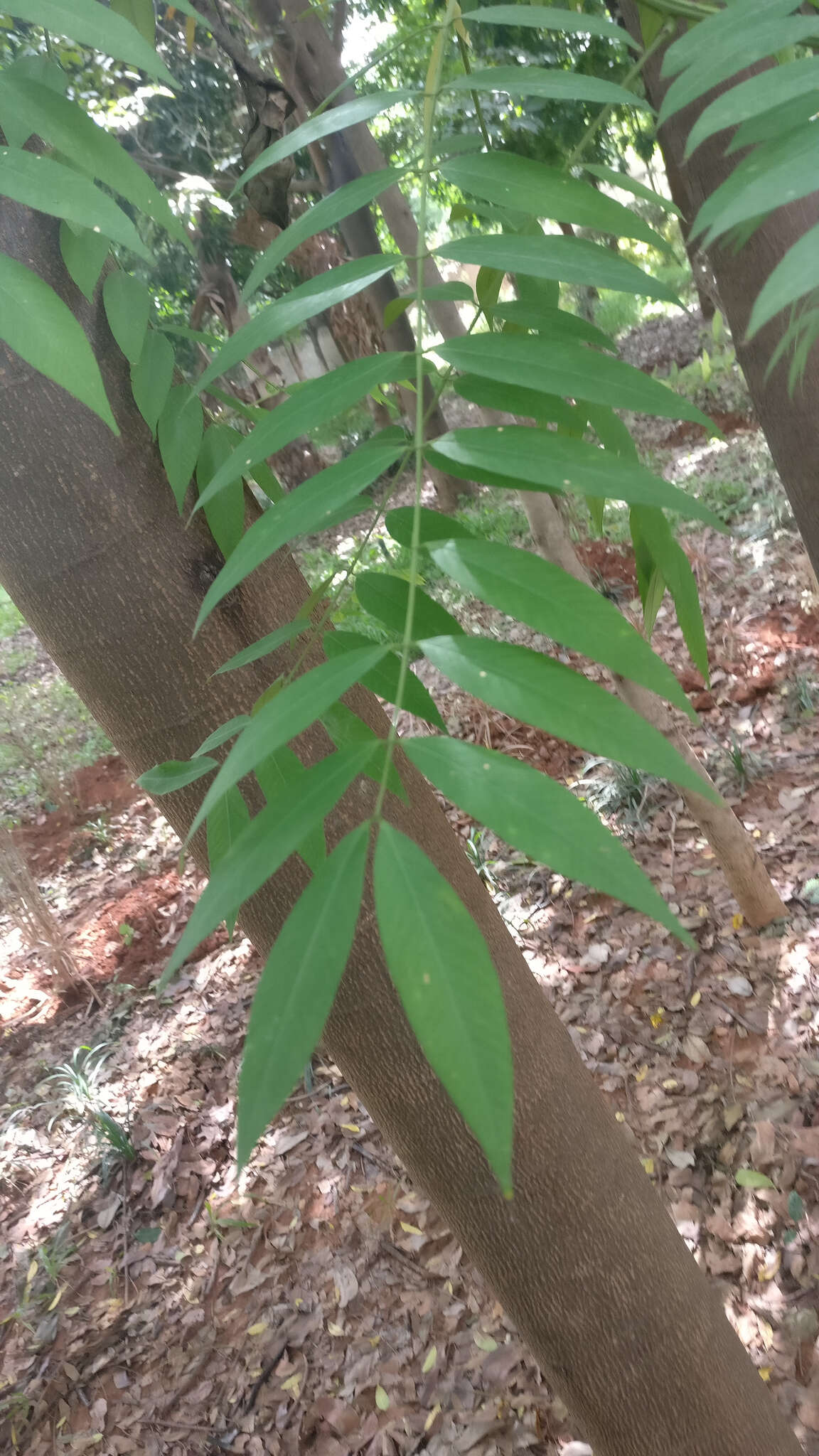 Senna spectabilis (DC.) H. S. Irwin & Barneby resmi