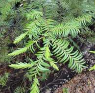 Image of Brown Pine