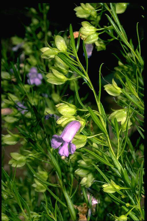 Слика од Eremophila