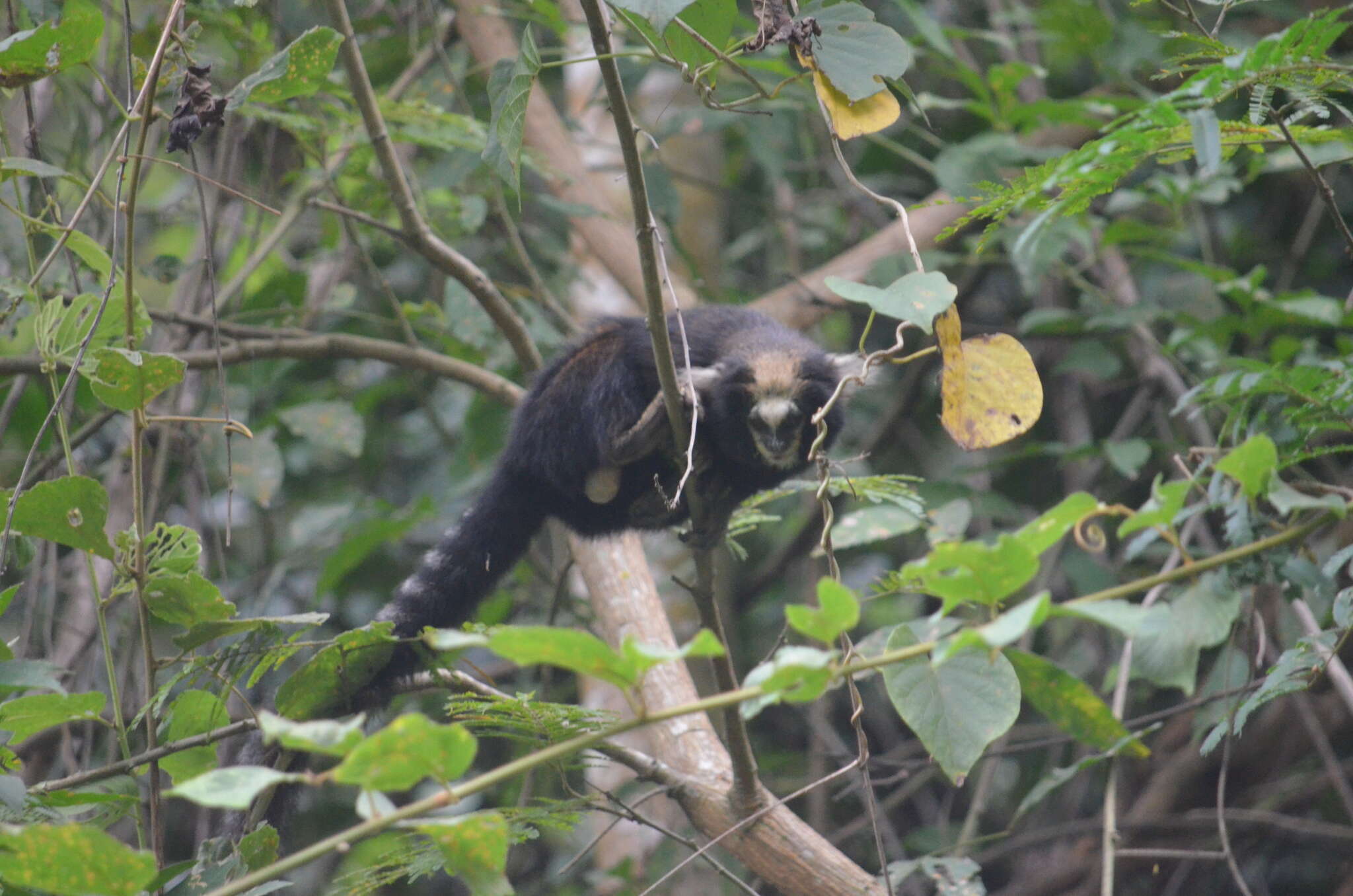 Image of Buffy Tufted-ear Marmoset