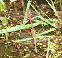 Image of Variegated Meadowhawk