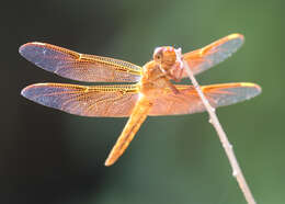 Image of Neon Skimmer