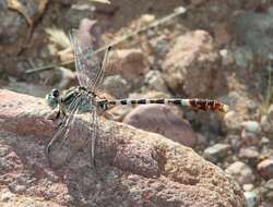 Imagem de Erpetogomphus lampropeltis Kennedy 1918