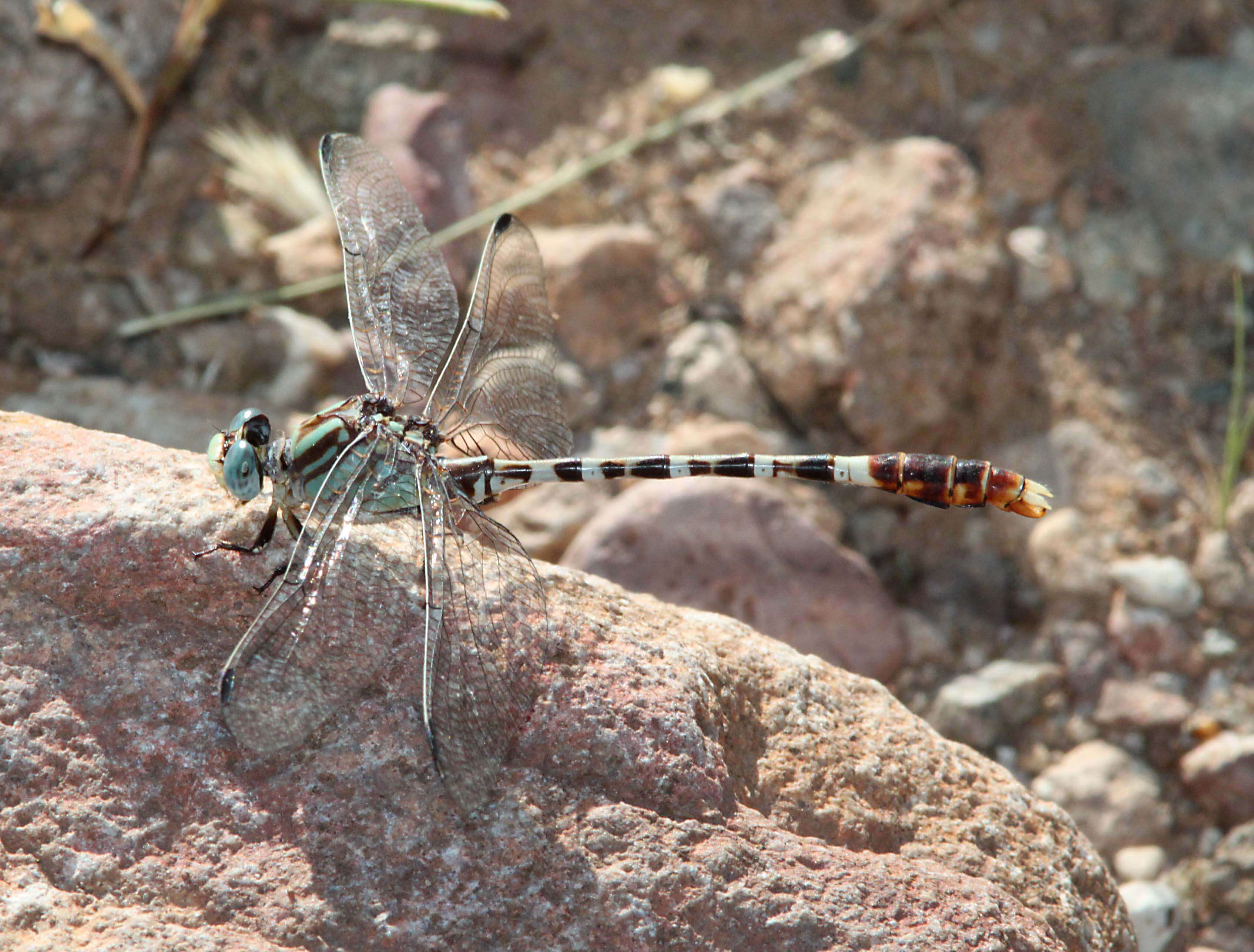 Imagem de Erpetogomphus lampropeltis Kennedy 1918